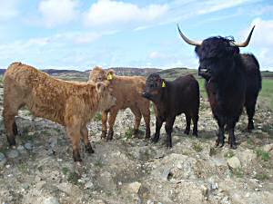 cattle on the croft