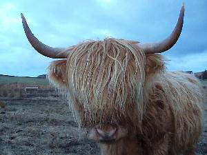 highland cow